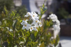 Garden- click for photo gallery